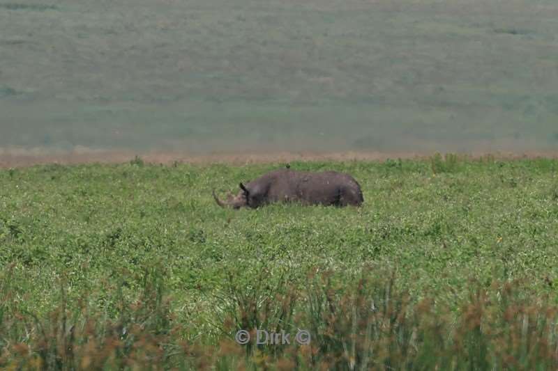safari ngorongoro national park tanzania