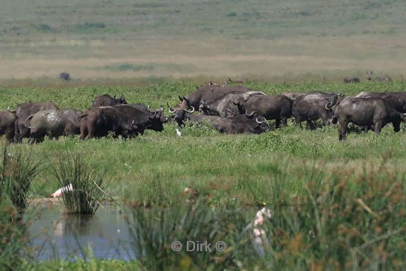 safari ngorongoro national park tanzania