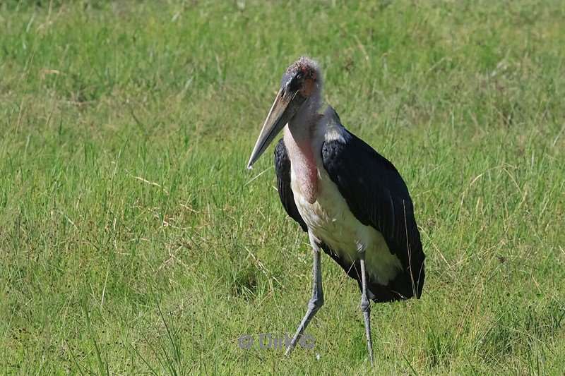 safari ngorongoro national park tanzania