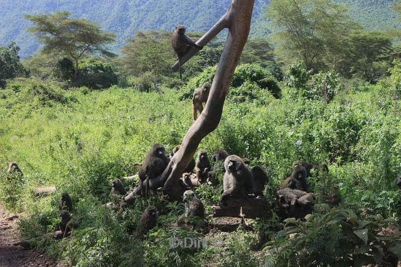 safari ngorongoro national park tanzania