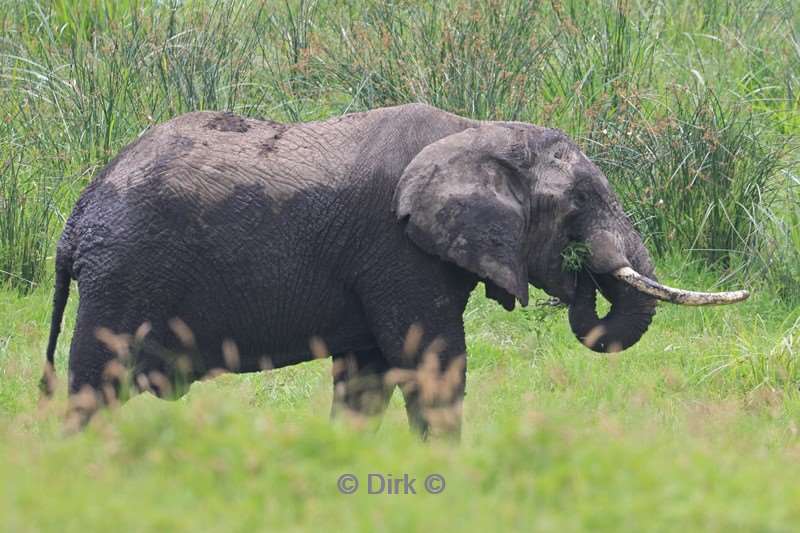 safari ngorongoro national park tanzania