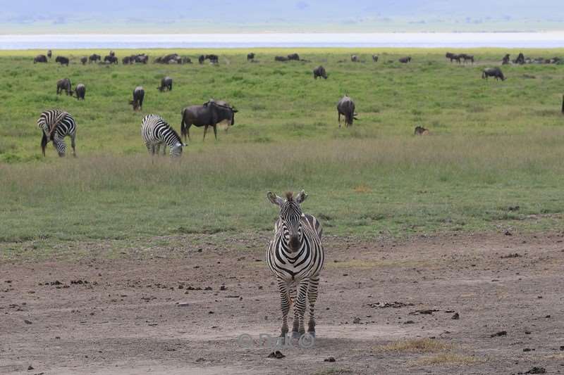 safari ngorongoro national park tanzania