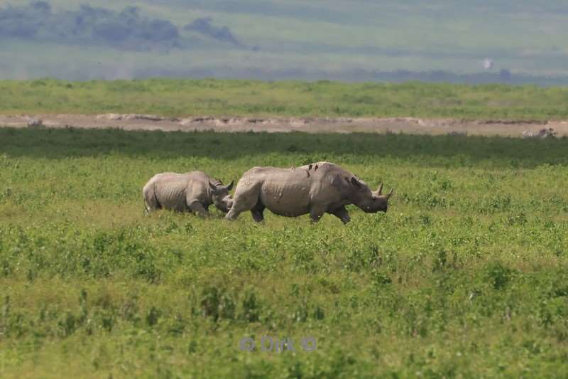 safari ngorongoro national park tanzania