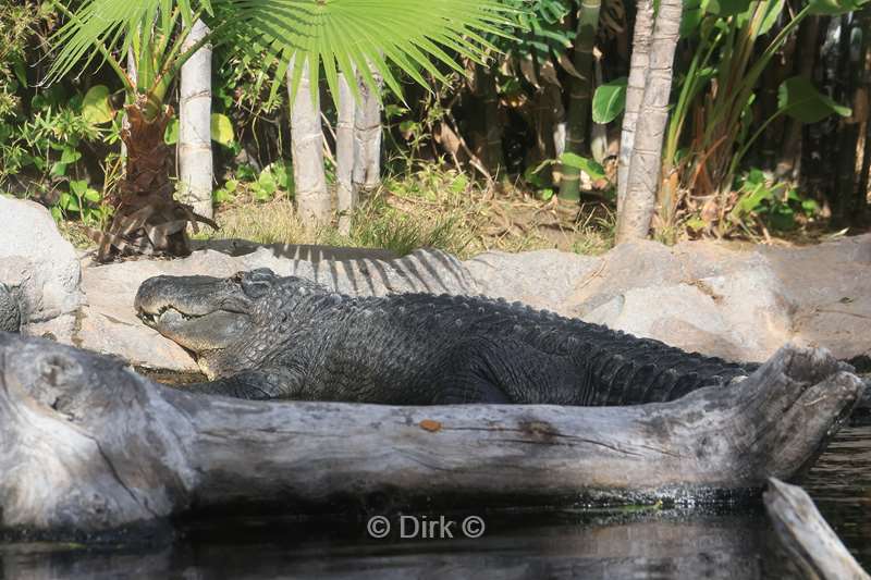dierentuin loro parque puerto de la cruz tenerife