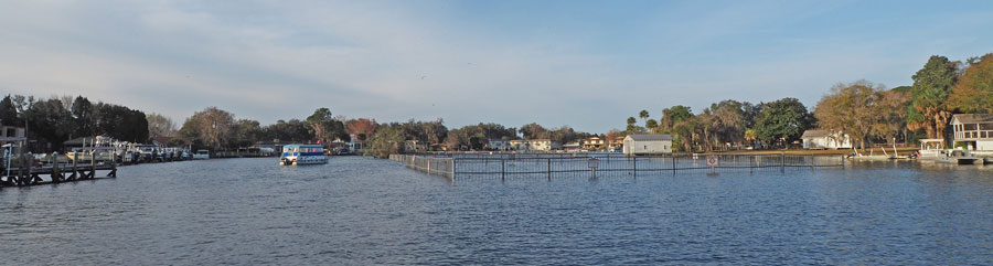 kings bay crystal river manatees