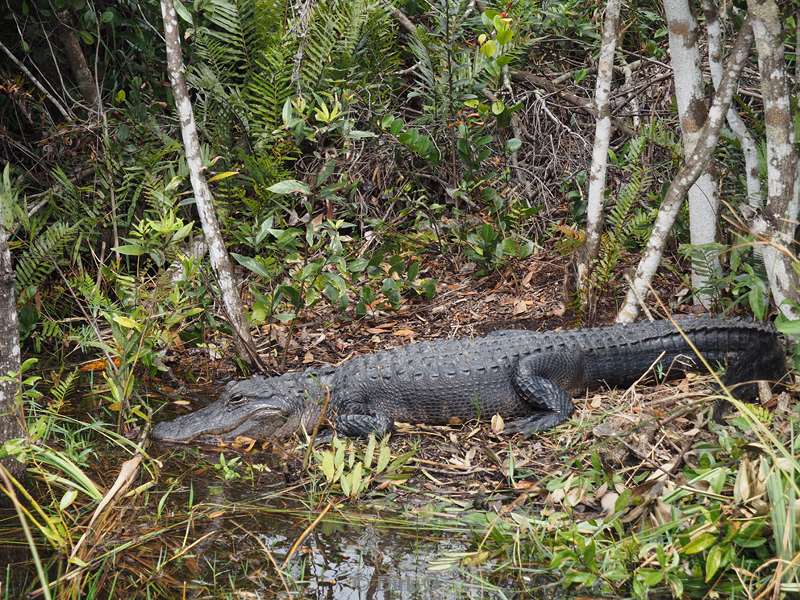 usa florida nationaal park everglades