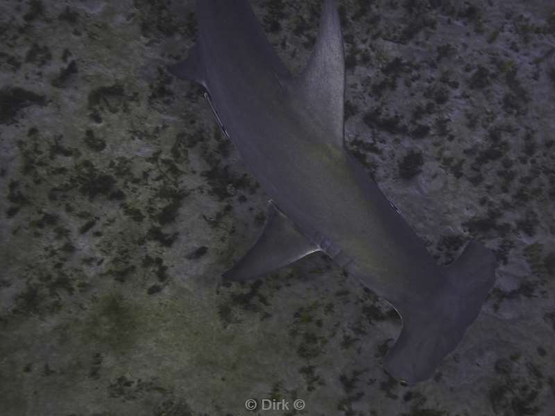 hammerhead sharks