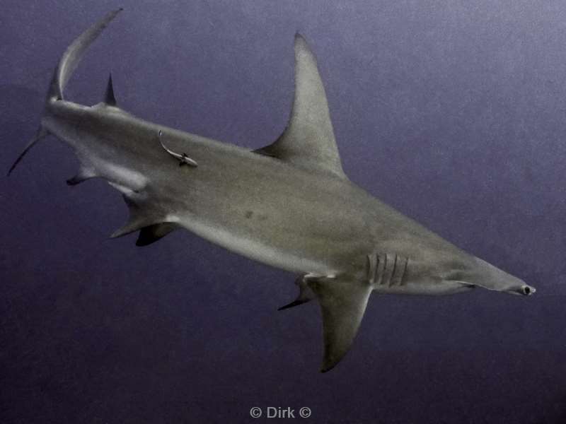 hammerhead sharks