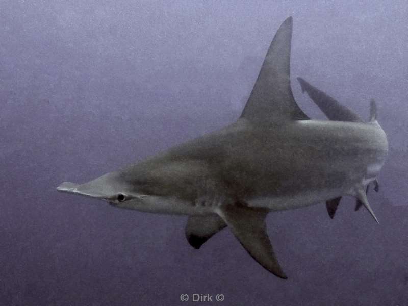 hamerhaaien hammerheadsharks