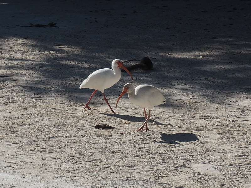 usa florida Key Largo