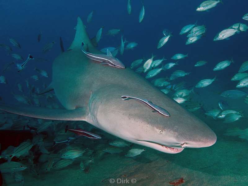 citroen haaien lemon sharks