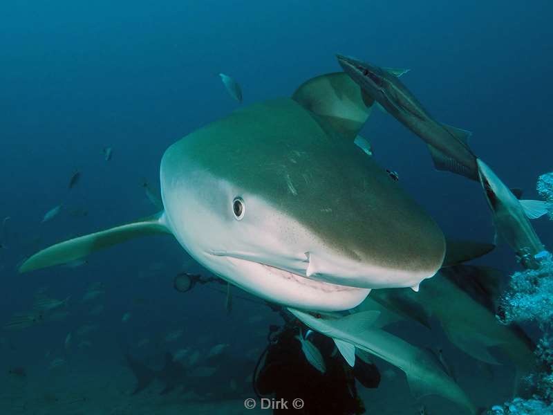 citroen haaien lemon sharks