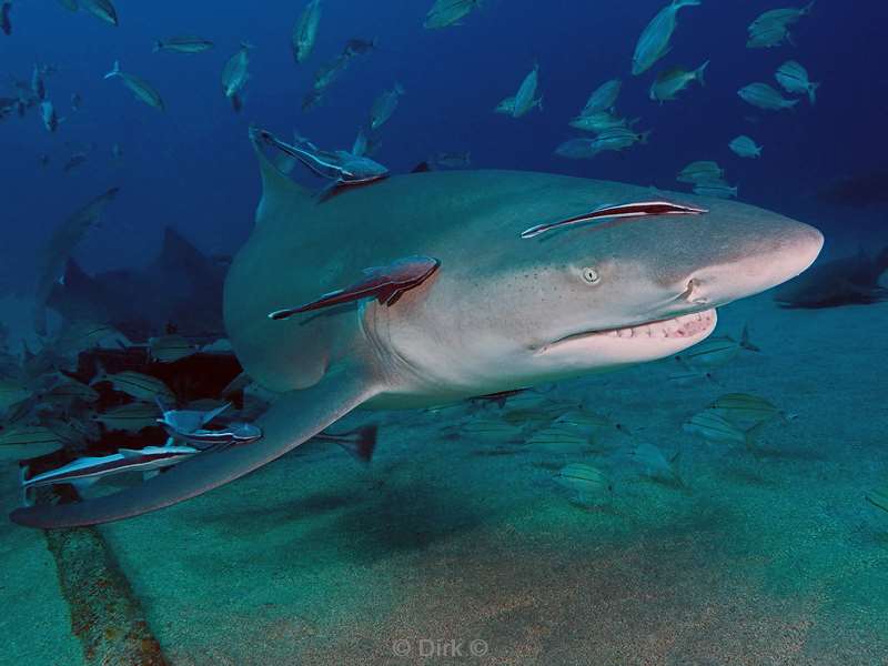 citroen haaien lemon sharks