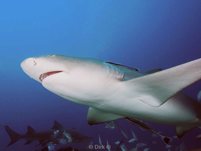 lemon sharks