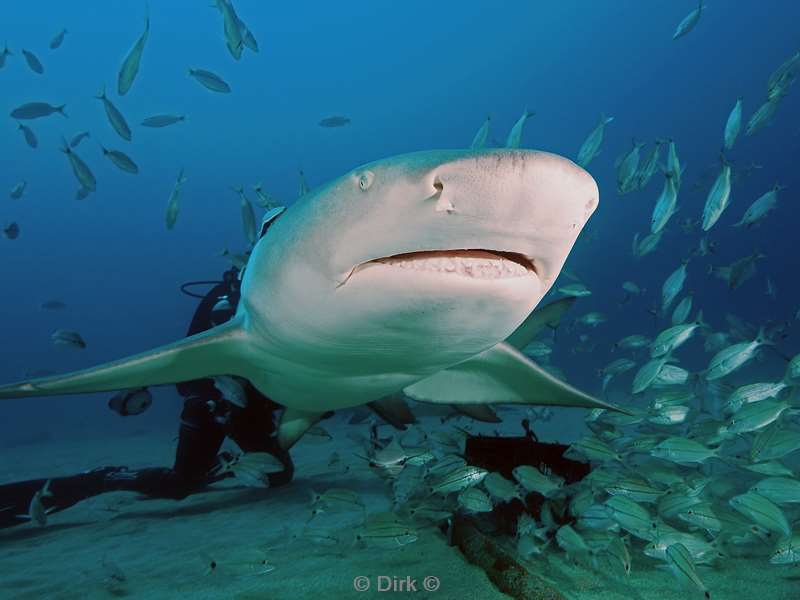 lemon sharks