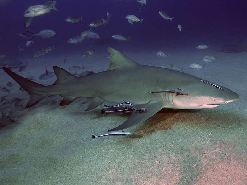 lemon sharks