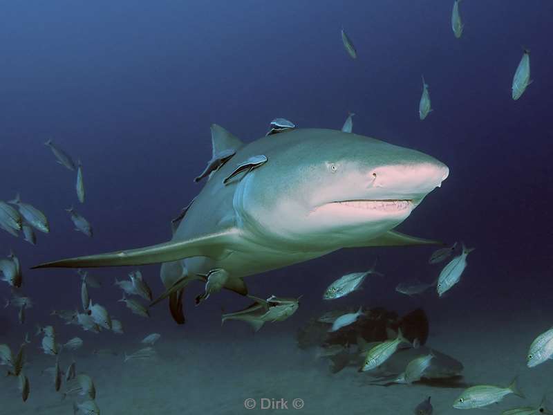 lemon sharks