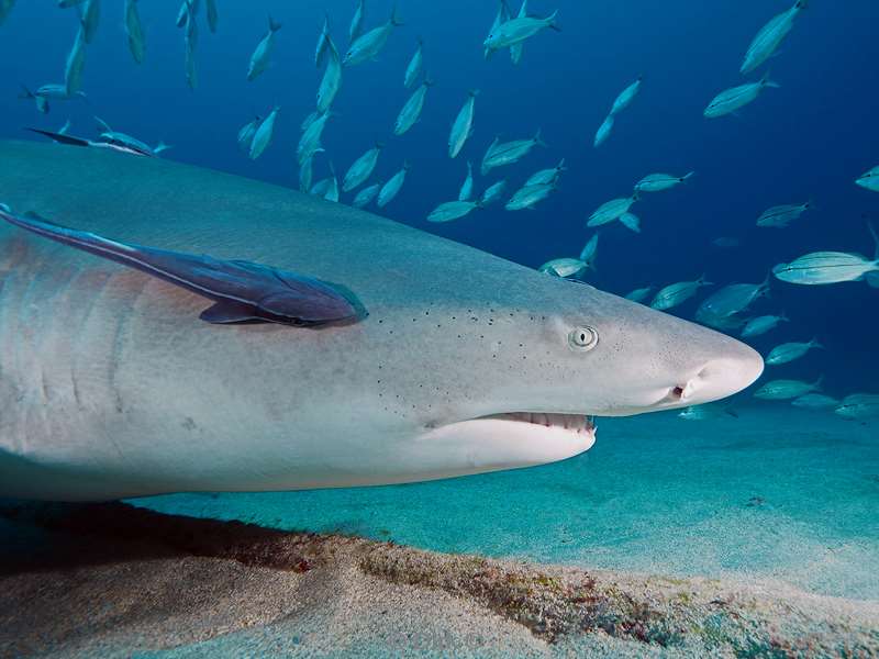 lemon sharks