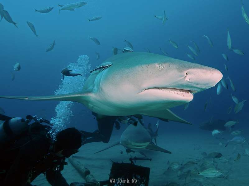 lemon sharks