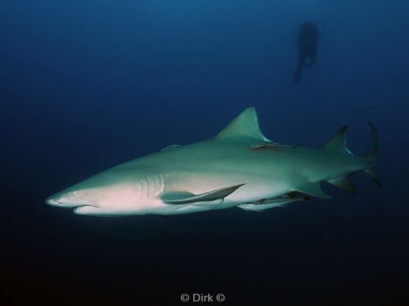 citroen haaien lemon sharks