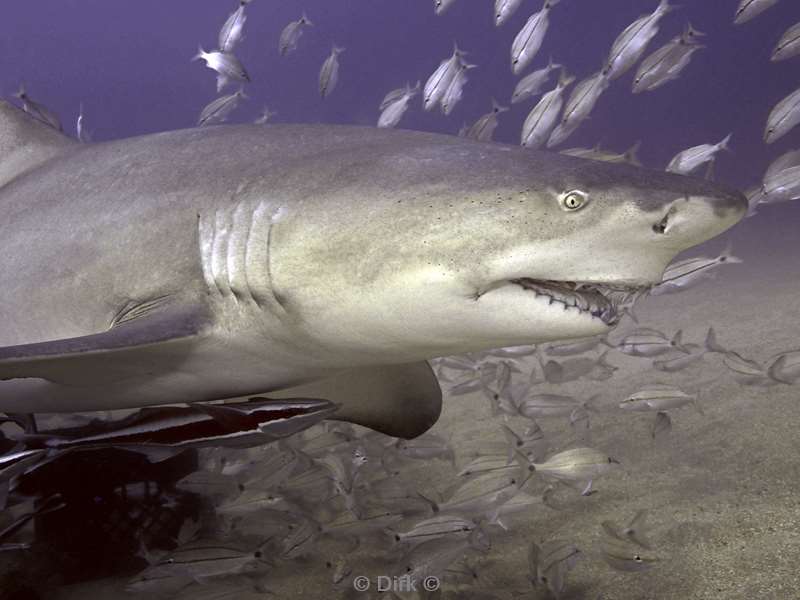 lemon shark