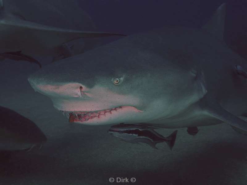 lemon shark