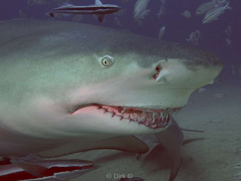 lemon shark