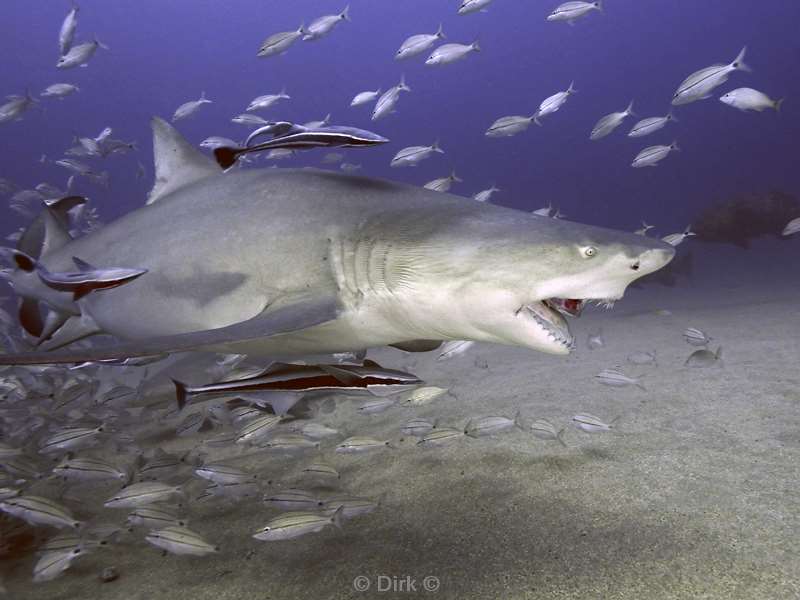 lemon shark