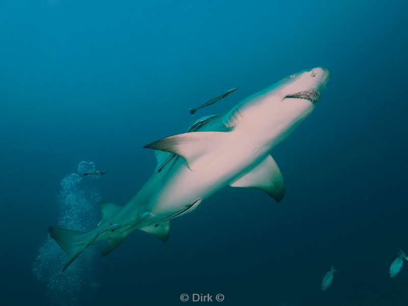 lemon shark