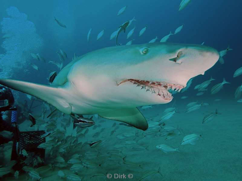 lemon shark