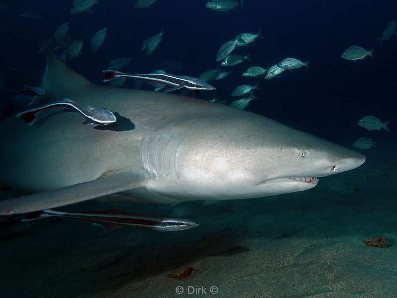 lemon sharks