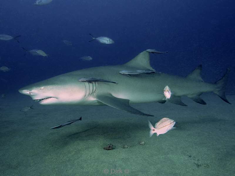 citroen haaien lemon sharks