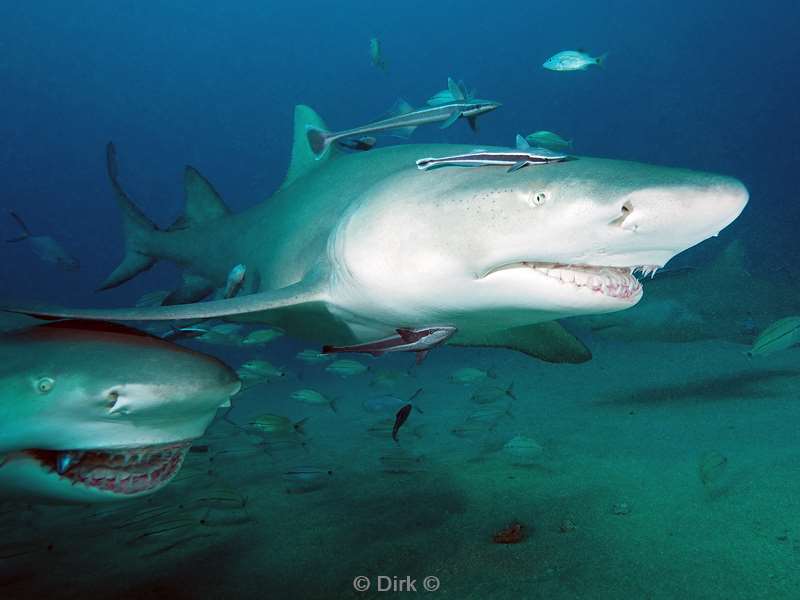 lemon sharks