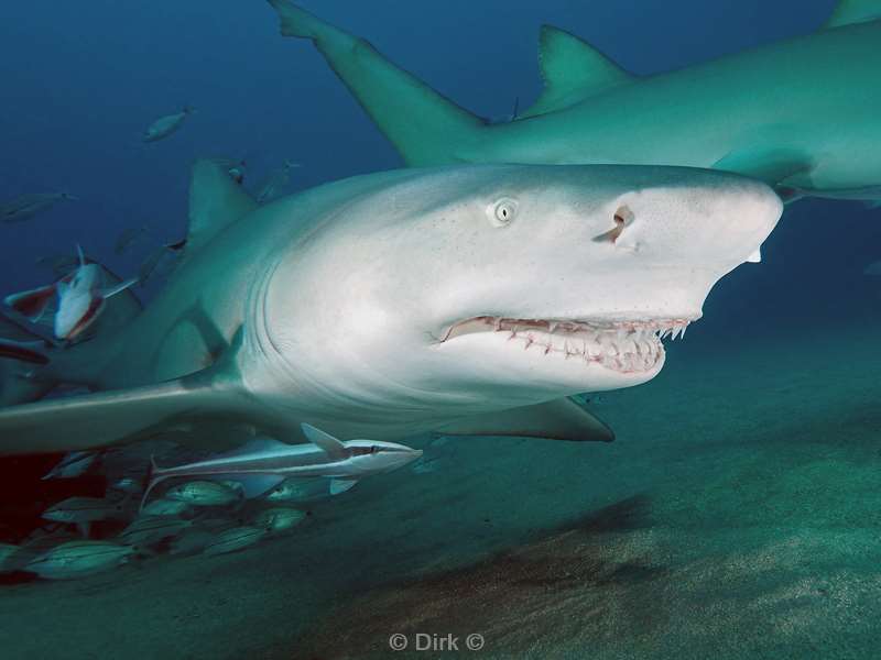 lemon sharks