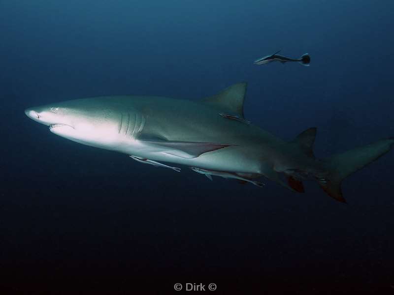 citroen haaien lemon sharks