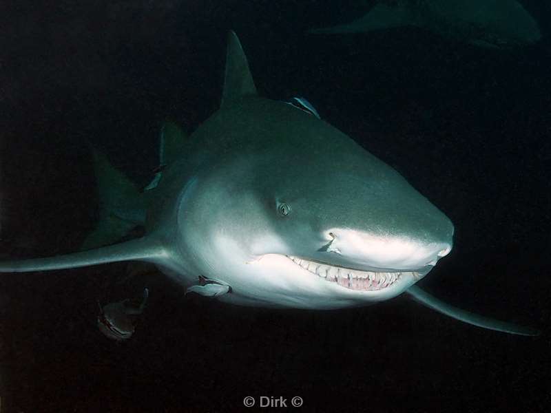 citroen haaien lemon sharks