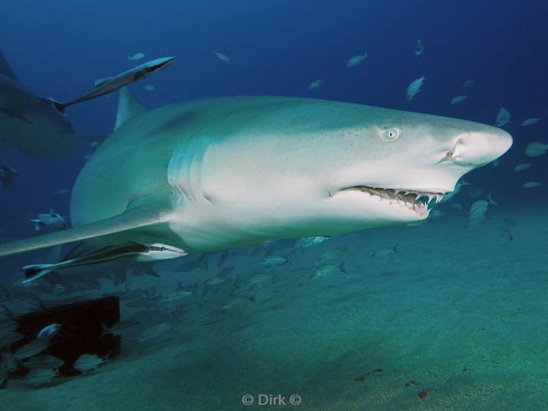 citroen haaien lemon sharks