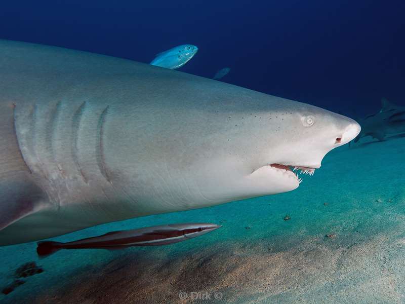 citroen haaien lemon sharks