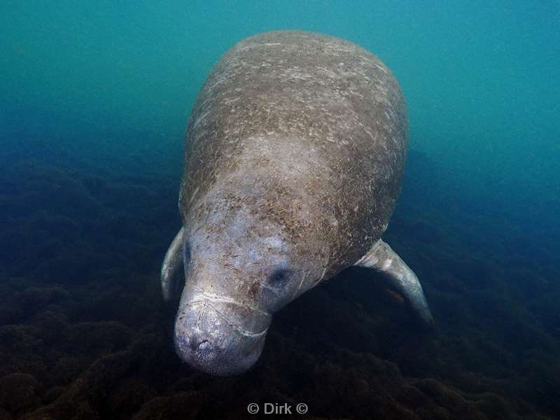 manatees crystal river