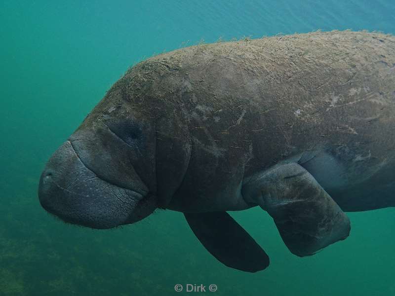 manatees crystal river