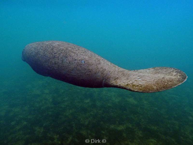 manatees crystal river