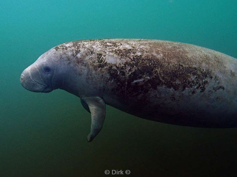 manatees crystal river