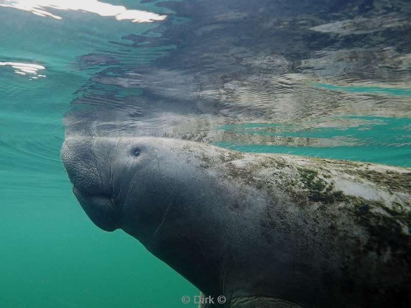 manatees crystal river