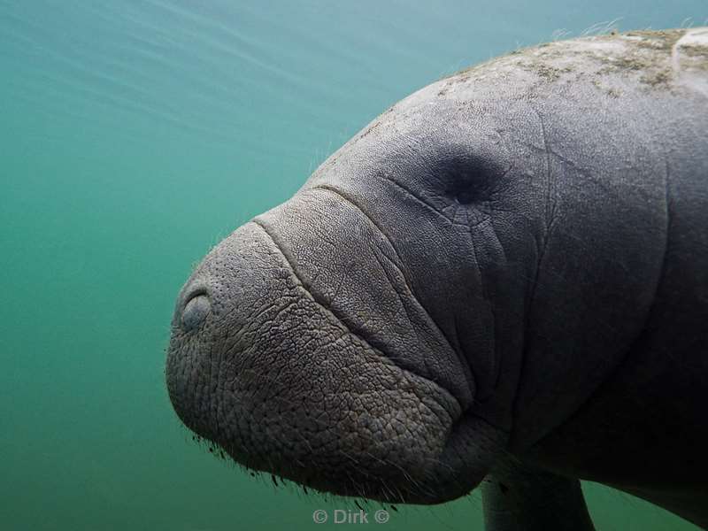 manatees crystal river