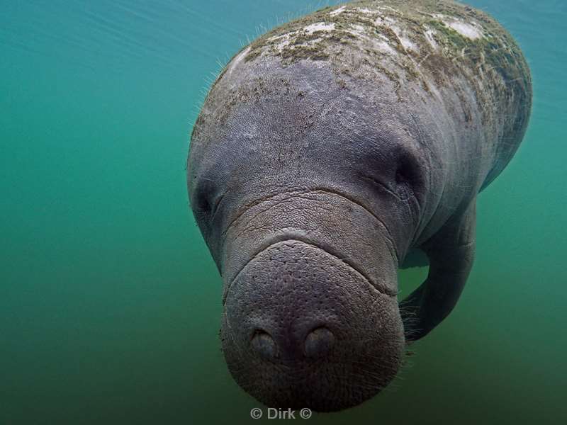 manatees crystal river