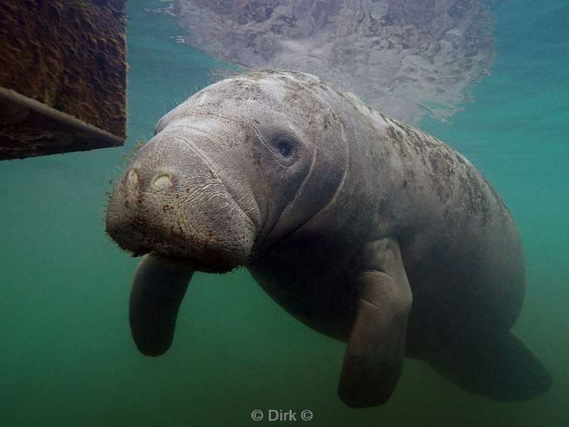 manatees crystal river