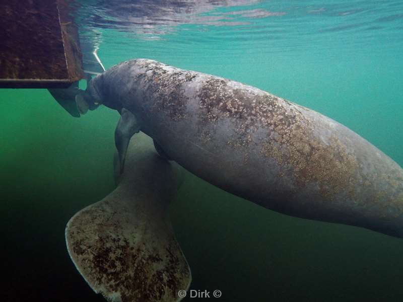 manatees crystal river