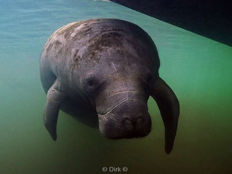 manatees crystal river