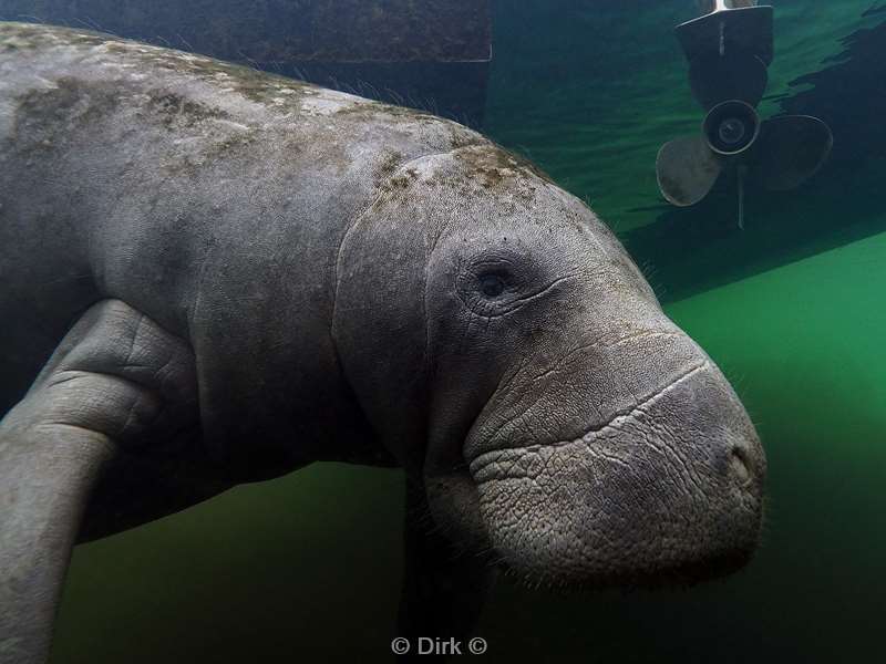 manatees homosassa