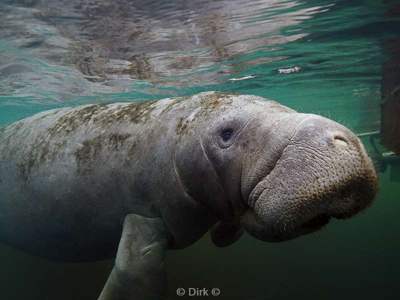 manatees homosassa